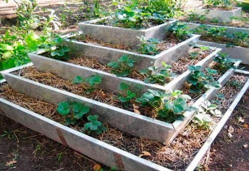 Как правильно уложить решётку для грядки для клубники. Вертикальные грядки для клубники – 110 фото, как построить правильно вертикальные грядки для фруктов, цветов и овощей