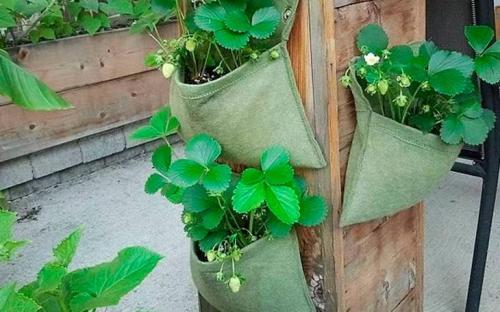 Как правильно уложить решётку для грядки для клубники. Вертикальные грядки для клубники – 110 фото, как построить правильно вертикальные грядки для фруктов, цветов и овощей