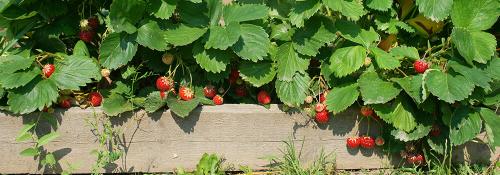 Осенью в саду: как правильно подготовить грядку для посадки клубники 01 Осенью в саду: как правильно подготовить грядку для посадки клубники 01