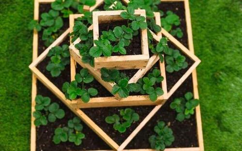 Как правильно уложить решётку для грядки для клубники. Вертикальные грядки для клубники – 110 фото, как построить правильно вертикальные грядки для фруктов, цветов и овощей