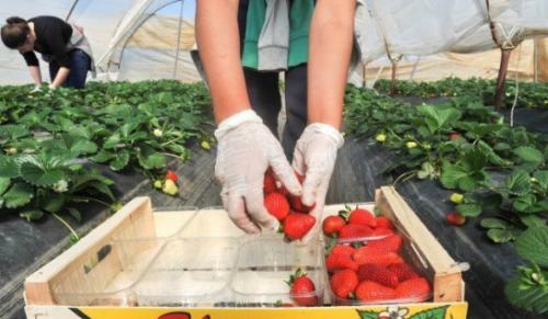 Как обеспечить оптимальную температуру в грядке для клубники. Клубника в теплице: особенности, требования и уход за растениями