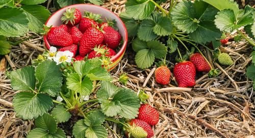 Просто и эффективно: лучшие способы посадки клубники 05 Просто и эффективно: лучшие способы посадки клубники 05