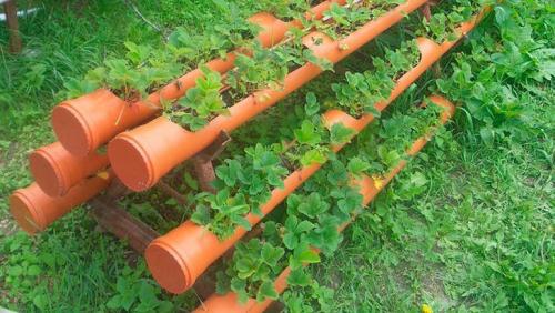 Как правильно уложить решётку для грядки для клубники. Вертикальные грядки для клубники – 110 фото, как построить правильно вертикальные грядки для фруктов, цветов и овощей