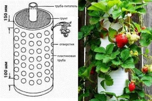 Какие типы грядки лучше всего подходят для выращивания клубники. Топ-4 грядок для клубники: 100% работающие технологии