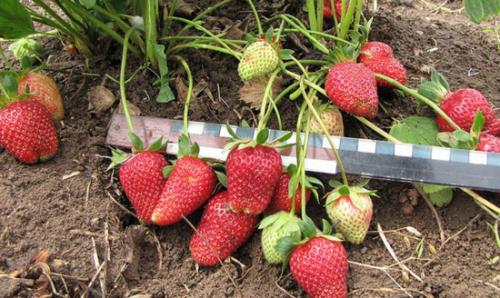 Как обеспечить оптимальную температуру в грядке для клубники. Клубника в теплице: особенности, требования и уход за растениями