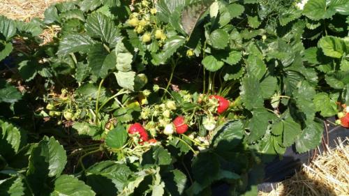 Просто и эффективно: лучшие способы посадки клубники 03 Просто и эффективно: лучшие способы посадки клубники 03