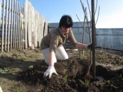 Подкормка сливы во время цветения. Важность подкормки