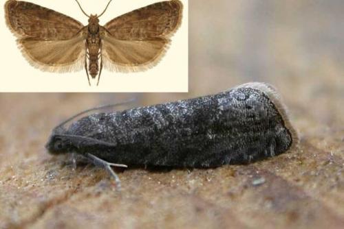 Почему опадают сливы раньше времени. Опадают зеленые плоды сливы – ищите вредителей