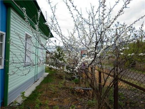 Почему опадают сливы раньше времени. Опадают зеленые плоды сливы – ищите вредителей 06