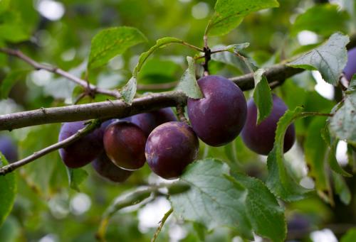 Болезни сливы венгерки. Болезни сливовых деревьев и их лечение