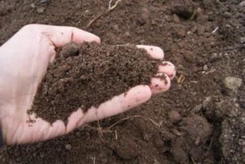 Подкормка сливы во время цветения. Важность подкормки