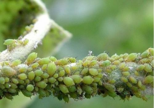 Вянет молодая яблоня, что делать. Молодая яблоня засыхает, что делать