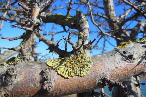 Когда обматывать яблони. Подготовка яблони к зиме осенью