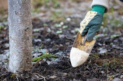 Когда обматывать яблони. Подготовка яблони к зиме осенью