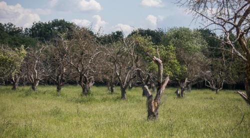 Вянет молодая яблоня, что делать. Молодая яблоня засыхает, что делать 20