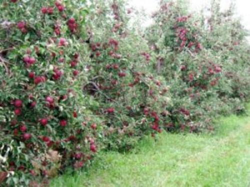 Вянет молодая яблоня, что делать. Молодая яблоня засыхает, что делать