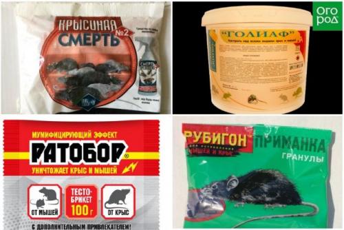 Как защитить корни яблони от грызунов. Как защитить яблони от мышей зимой