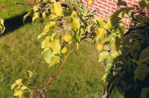 Вянет молодая яблоня, что делать. Молодая яблоня засыхает, что делать 09