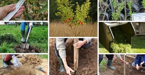 Чем обработать яблони от мышей осенью. Как защитить плодовые деревья от мышей и зайцев зимой 02