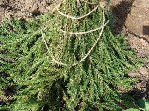 Как защитить корни яблони от грызунов. Как защитить яблони от мышей зимой