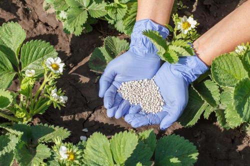 Как обеспечить правильное увлажнение клубники на грядке осенью. Как правильно подкармливать клубнику