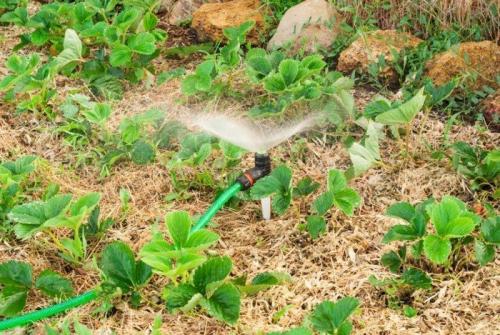 Как обеспечить правильное увлажнение клубники осенью. Полив клубники осенью: особенности, которые нужно учесть для богатого урожая в новом сезоне