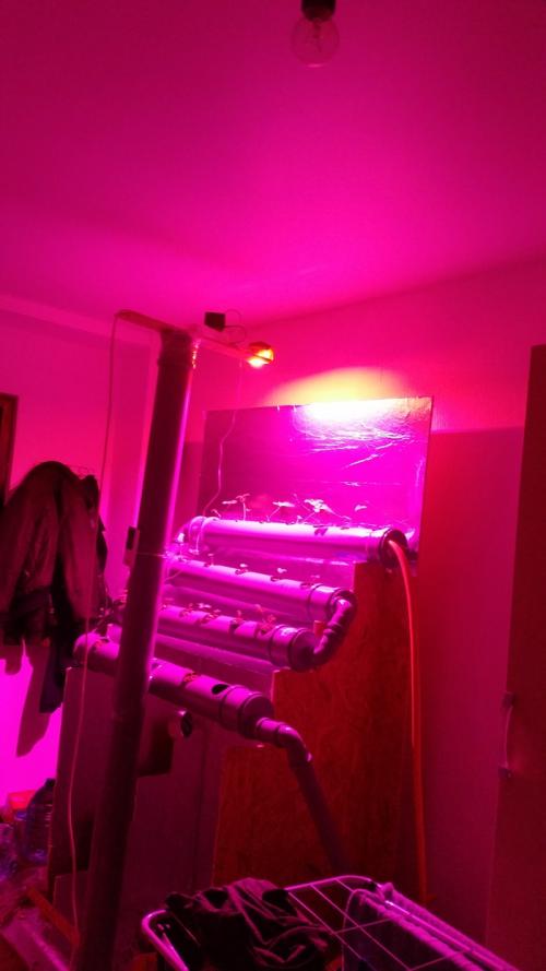 Как обеспечить достаточное освещение для клубники осенью. Клубника на гидронике. Расчет ФАР. Фито диоды, самостоятельное изготовление.