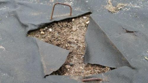 Как выбрать подходящее место для посадки клубники осенью. Как высаживать растения