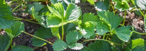 Как подготовить грядку для посадки клубники осенью, если участок находится на солнечной стороне. Выбор места для грядки и подготовка почвы