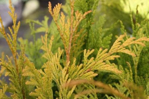 Как спасти засыхающее дерево. Как спасти тую от засыхания и пожелтения самостоятельно