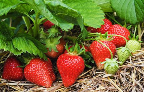 Как ухаживать за клубникой в разных сезонах. Календарь ухода за клубникой с весны до осени