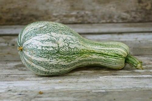 Зеленая тыква. Сорта тыквы зеленого цвета