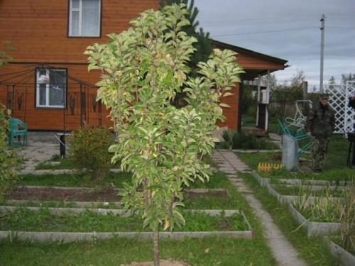 У колоновидной яблони сломана верхушка. Формировка