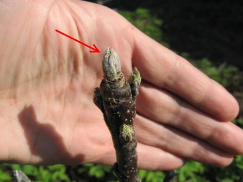 Что делать, если подмерзла верхушка у колоновидной яблони. Яблоня колоновидная замерзла макушка, как спасти. Замерзла верхушка у колоновидной яблони –, что делать и как дальше ухаживать. Как грамотной обрезкой добиться длительного плодоношения