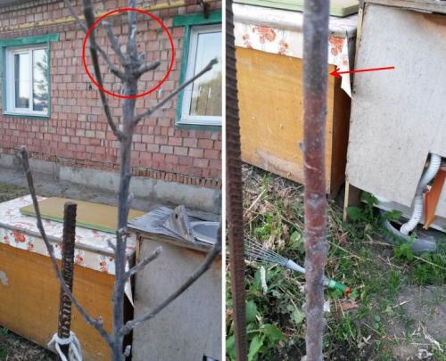 Что делать, если подмерзла верхушка у колоновидной яблони. Яблоня колоновидная замерзла макушка, как спасти. Замерзла верхушка у колоновидной яблони –, что делать и как дальше ухаживать. Как грамотной обрезкой добиться длительного плодоношения