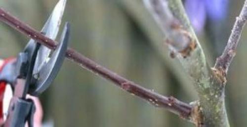 У колоновидной яблони сломана верхушка. Формировка