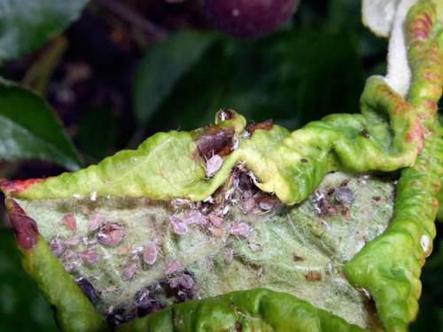Листья яблони краснеют и скручиваются. Причины скручивания и появления красных пятен на яблоне