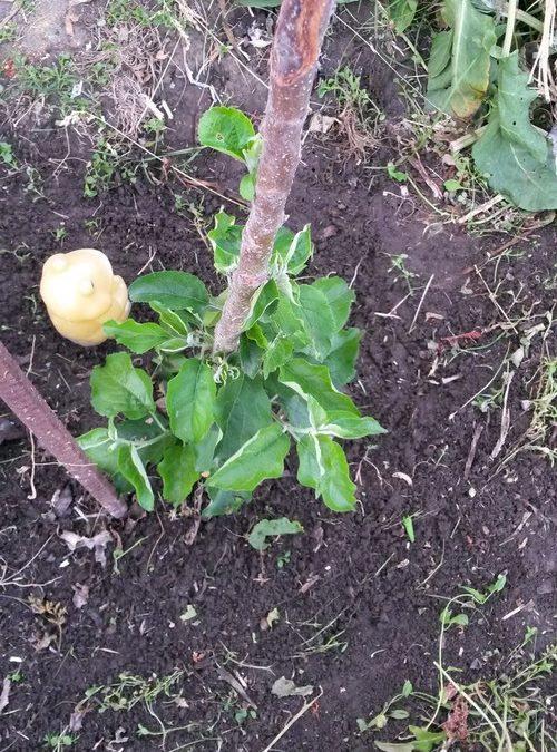 Что делать, если подмерзла верхушка у колоновидной яблони. Яблоня колоновидная замерзла макушка, как спасти. Замерзла верхушка у колоновидной яблони –, что делать и как дальше ухаживать. Как грамотной обрезкой добиться длительного плодоношения