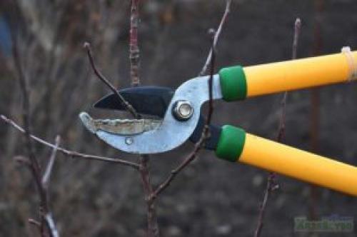 У колоновидной яблони сломана верхушка. Формировка