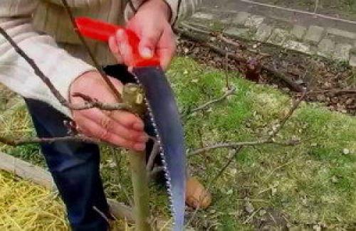 У колоновидной яблони сломана верхушка. Формировка