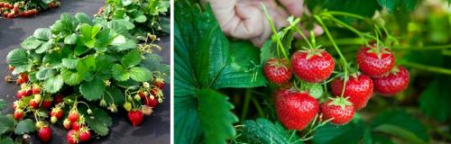 Как ухаживать за клубникой после осенней посадки до весны. КАКИЕ РАБОТЫ НУЖНО ПРОВЕСТИ НА СТАРЫХ КЛУБНИЧНЫХ ГРЯДКАХ В АВГУСТЕ – СЕНТЯБРЕ