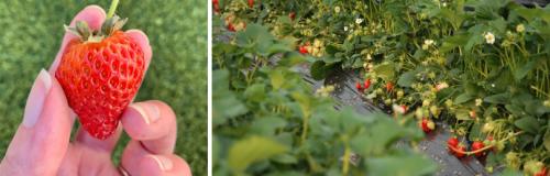 Нужно ли удобрять почву перед посадкой клубники. ПОСАДКА КЛУБНИКИ САДОВОЙ