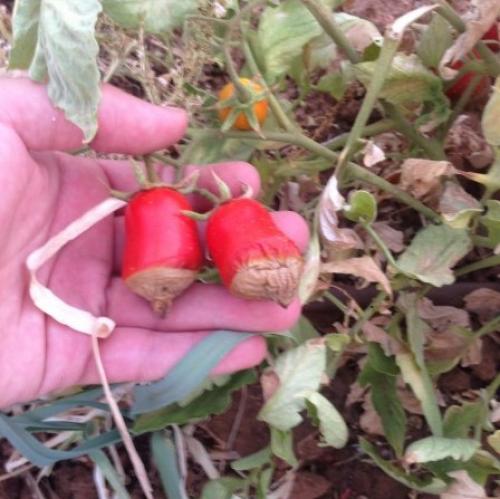 Почему помидоры жилистые и невкусные 08