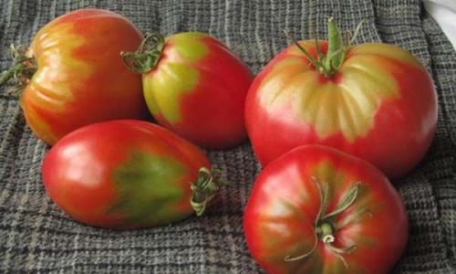 Почему помидоры жилистые и невкусные 01