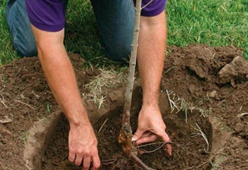 В том году посадила яблоню. Когда яблоня начинает плодоносить 02