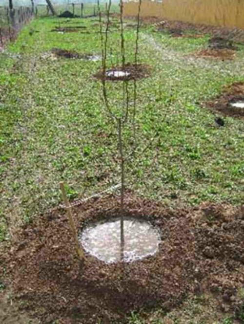 В том году посадила яблоню. Когда яблоня начинает плодоносить 12