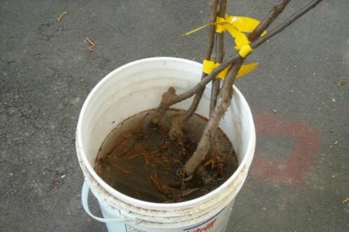 В том году посадила яблоню. Когда яблоня начинает плодоносить 04