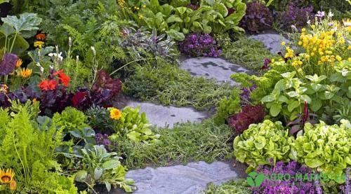 Предшественники для овощей. Хорошие предшественники овощных культур 02