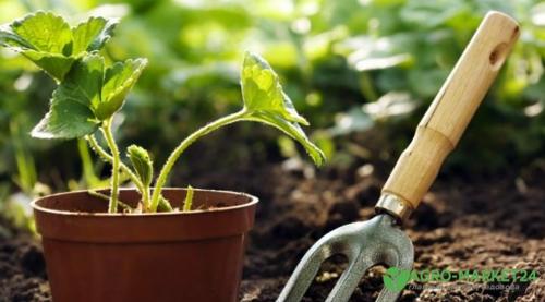 Предшественники для овощей. Хорошие предшественники овощных культур 01