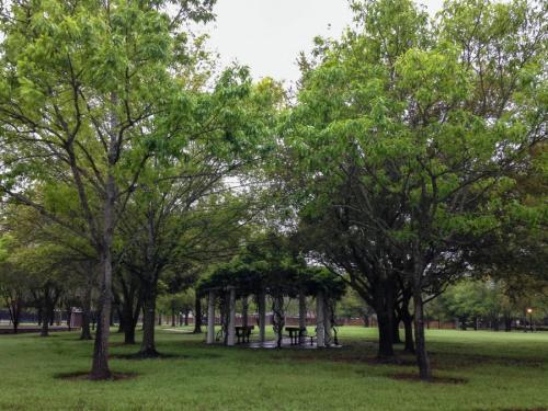 Какие деревья можно сажать во дворе частного дома. Деревья возле дома — виды которые можно и нельзя сажать. 100 фото лучших вариантов для посадки